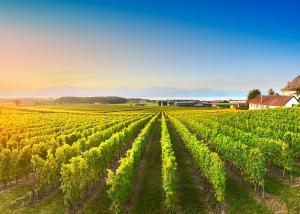 Panorama sur les vignes